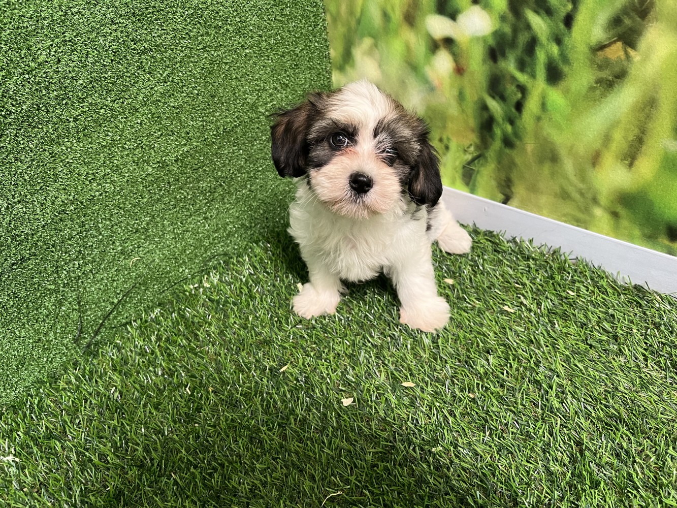 Crossbreed Lhasa Apso x Havanese female Puppy for sale 010589314